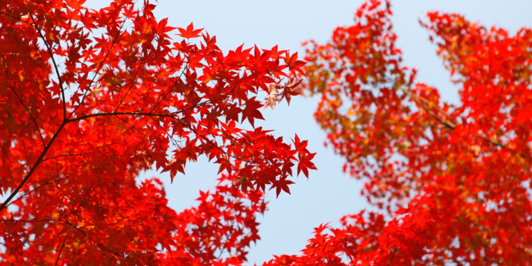 Vibrant red leaves against a light blue sky showcasing the boldness and passion of the color red.