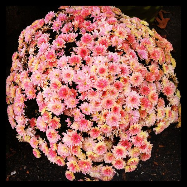 gorgous pink mums