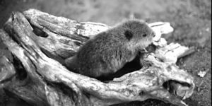 swimming with a beaver