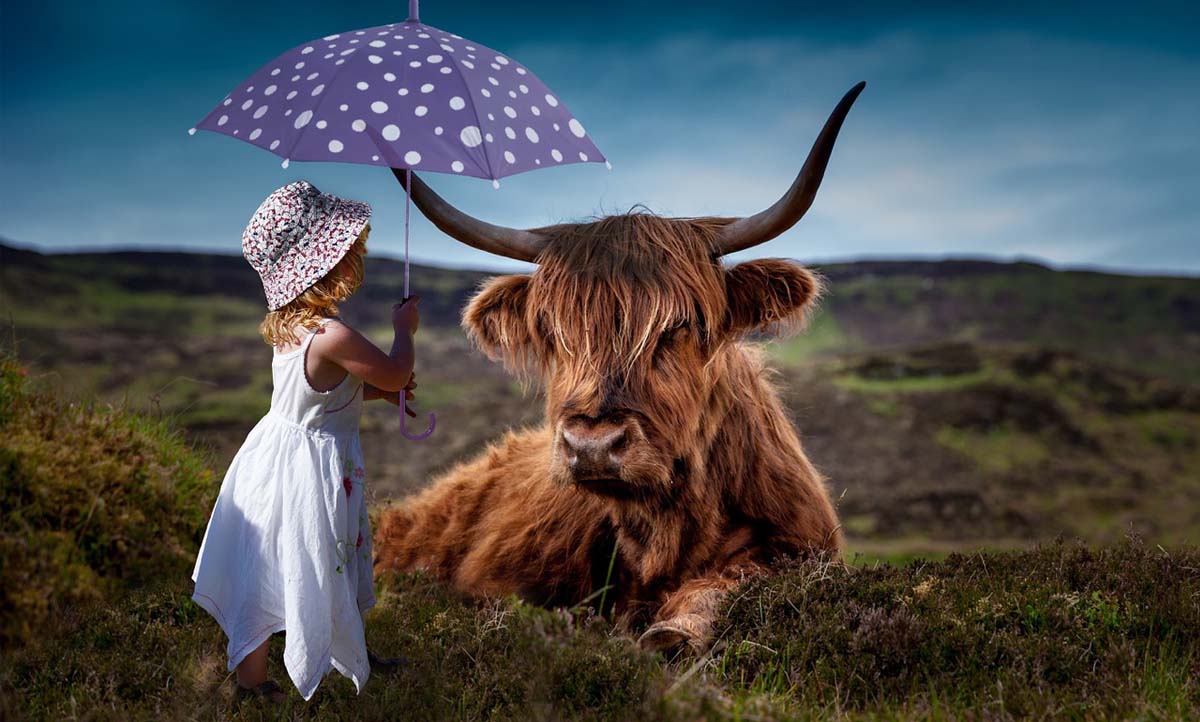 girl lovingly tends cow