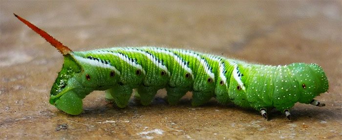 gigantic tomato worm